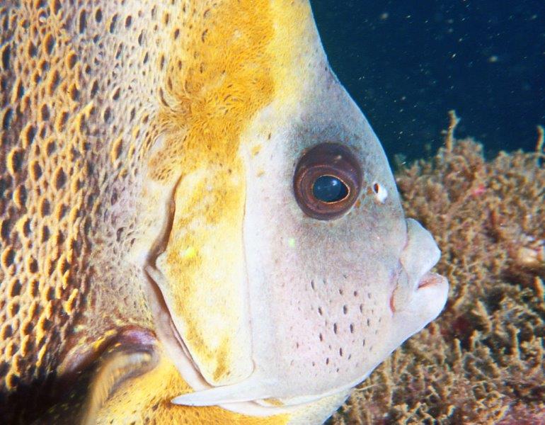 Diving the Gulf de Papagayo, Costa Rica