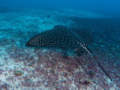 Spotted Eagle Ray Swimming Over Seafloor