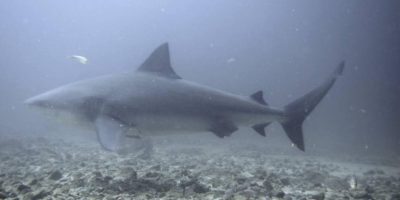 shark