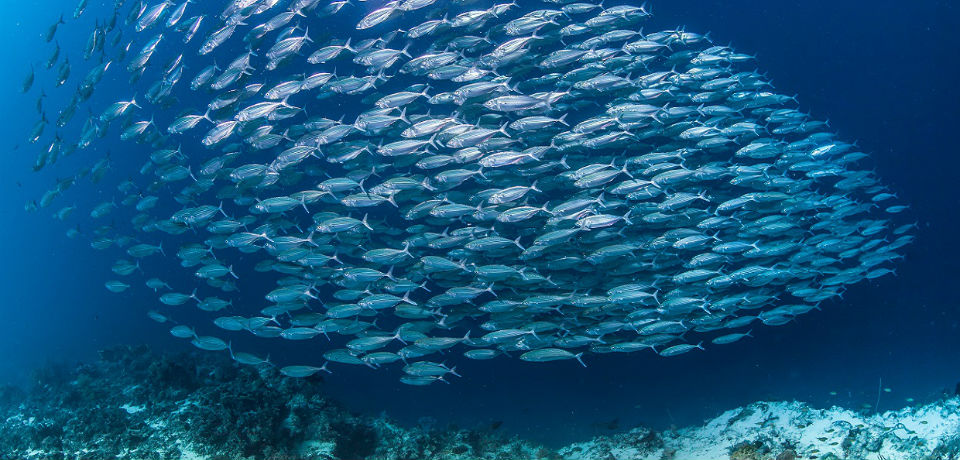 Huge schools of fish while diving in Costa Rica