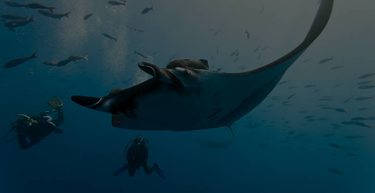 Pacific giant manta ray at the Catalina Islands, diving from Playa Flamingo, Costa Rica