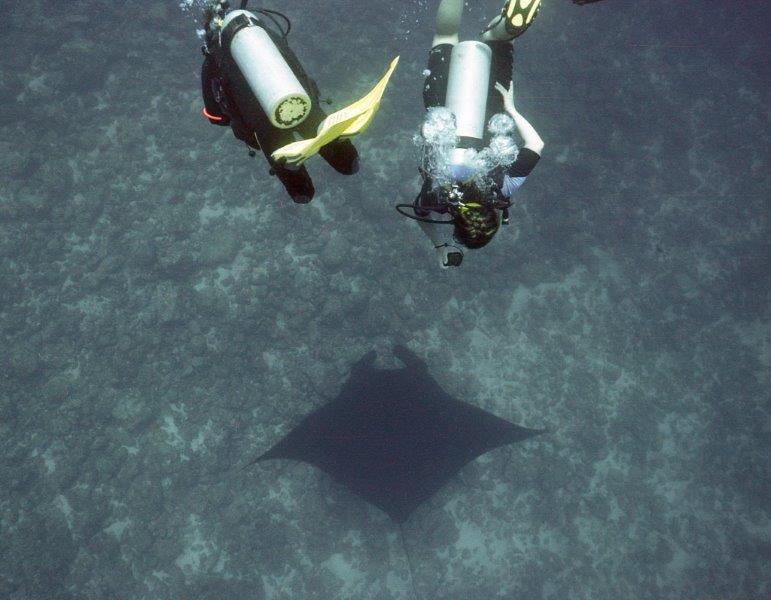 Marine life while scuba diving in Guanacaste, Costa Rica