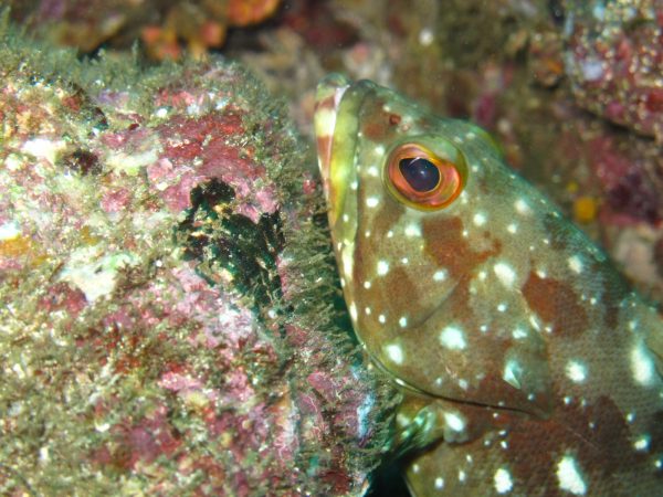 brumel island