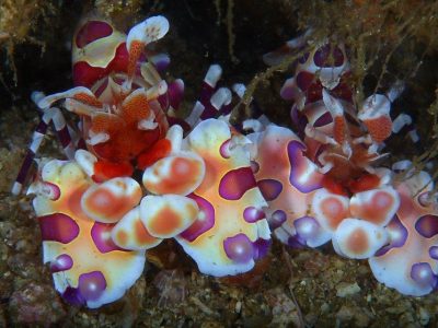 harlequin clown shrimp