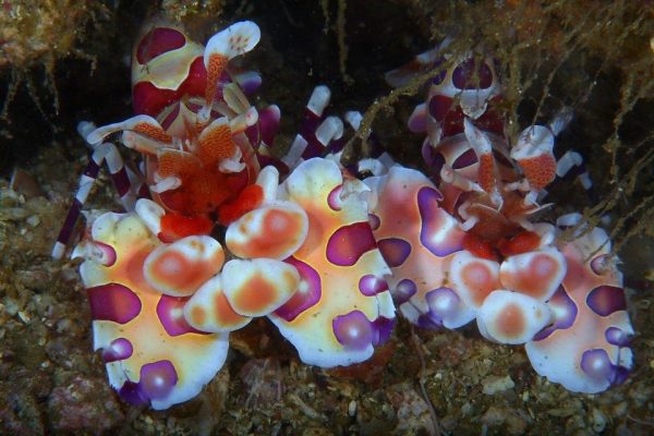 harlequin clown shrimp