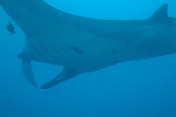 manta ray at bat islands