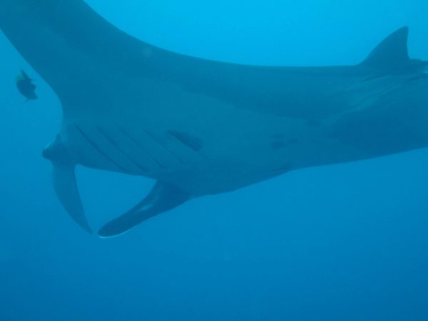 manta ray at bat islands