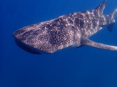 whaleshark