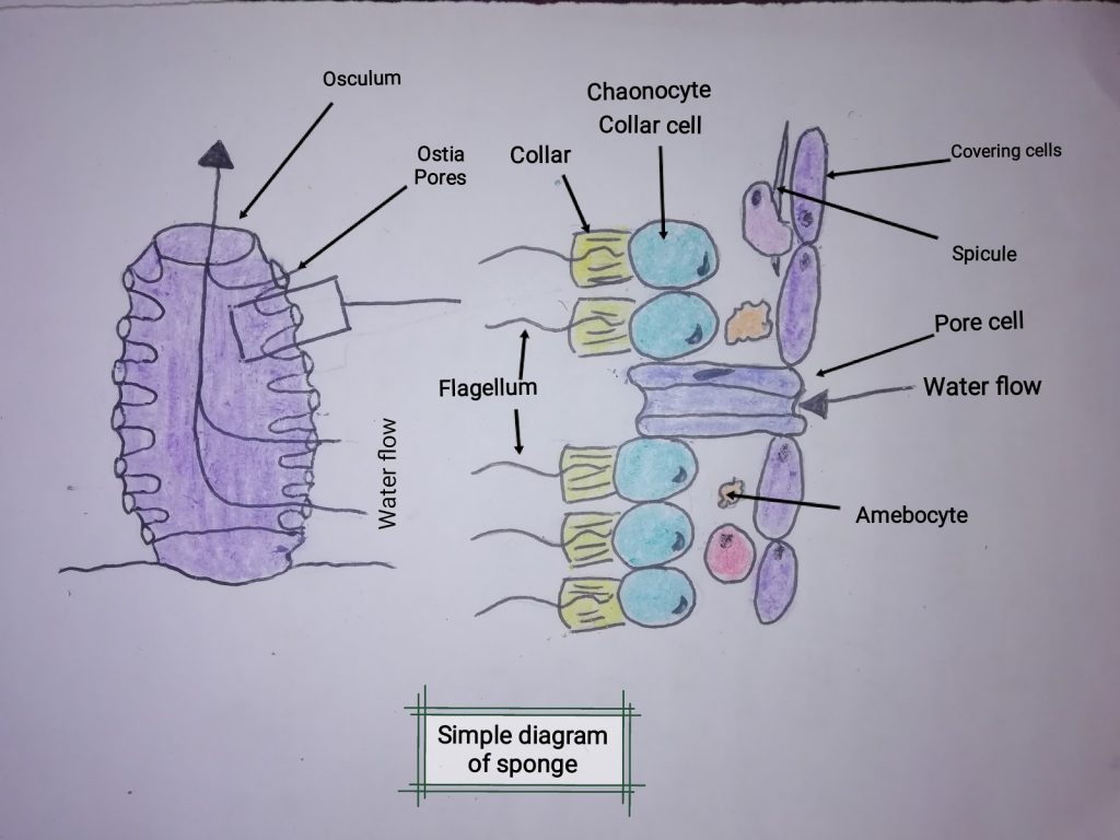 How do sponges move maiopreview