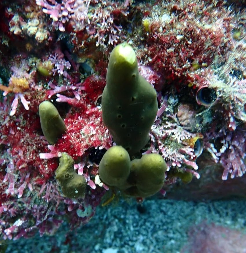 What is a Sponge? Scuba Diving Flamingo, Costa Rica Diving The