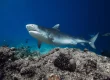 tiger shark costa rica