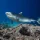 tiger shark costa rica