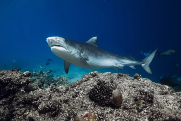 tiger shark costa rica