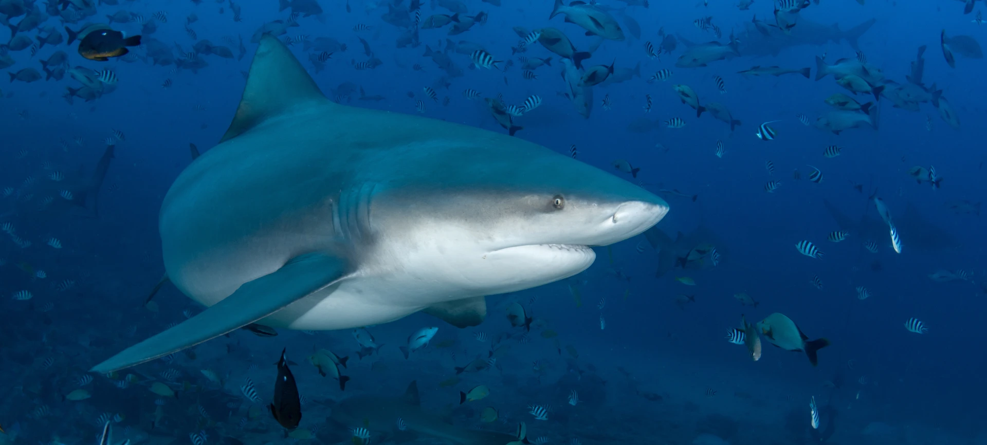 Bull shark at the Big Scare dive site, Bat Islands, Costa Rica